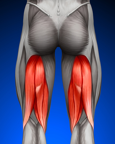 hamstring muscles